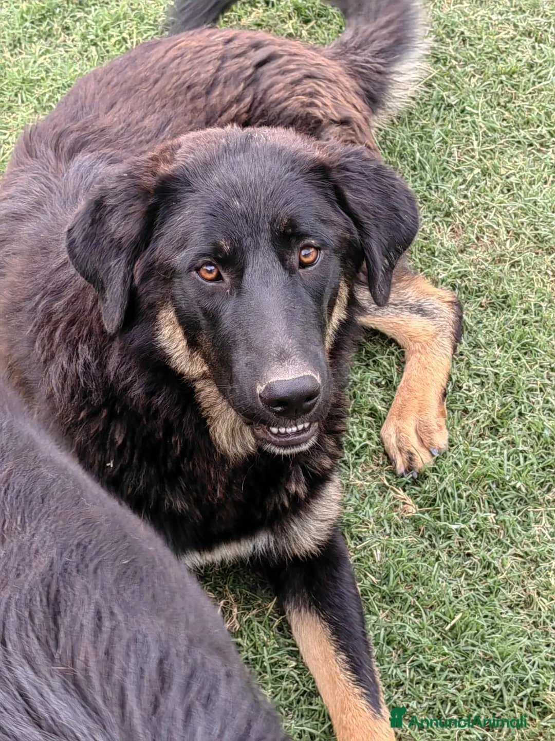 Meticcio cani in regalo: Sissy: cucciolona taglia grande socievole  - Annuncio 2