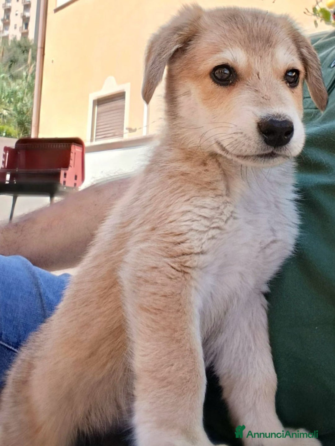 Altre razze cani in regalo: CHICCO  a Provincia di Bergamo - Immagine 3
