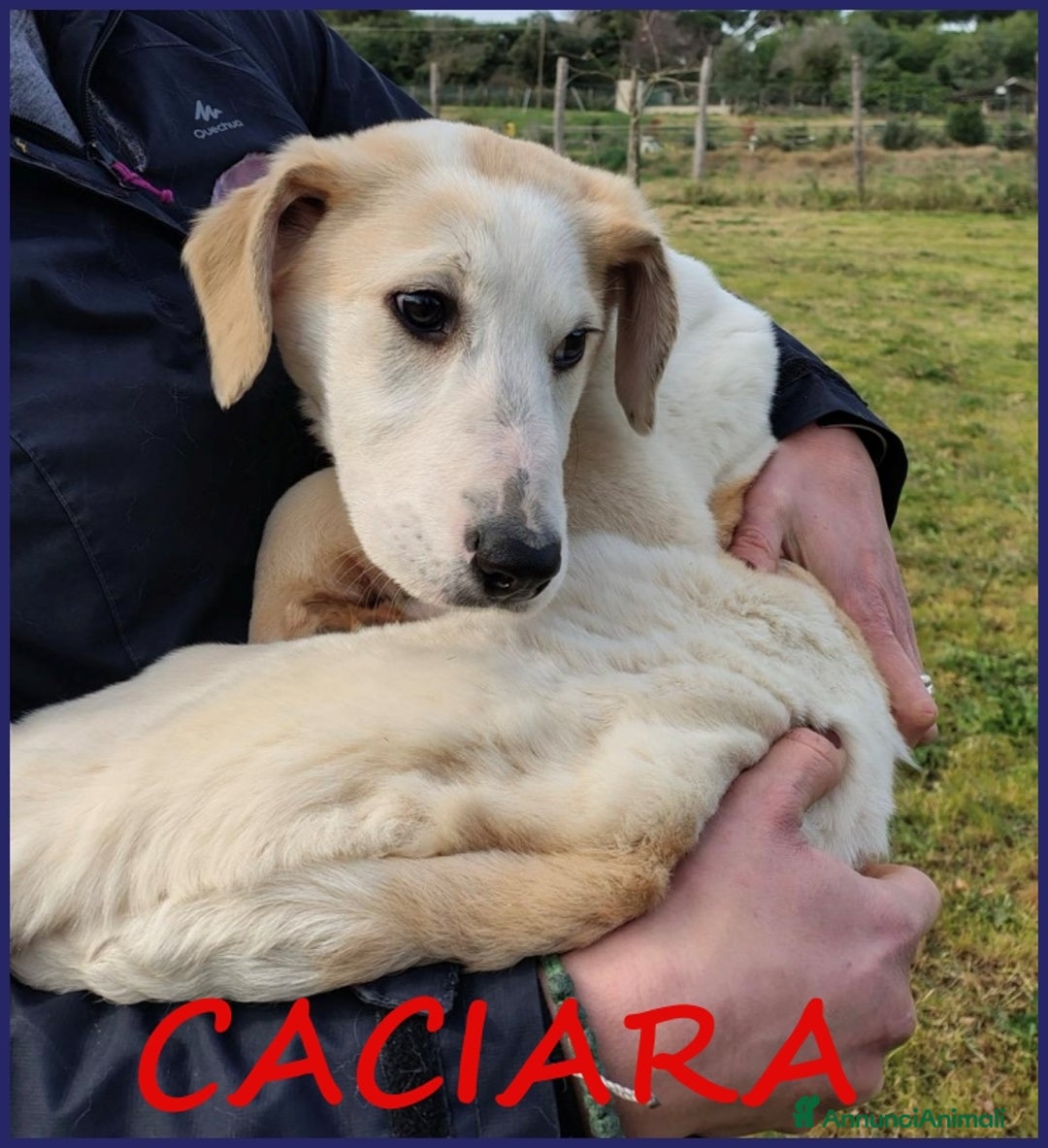 Meticcio cani in regalo: CACIARA, CUCCIOLETTA 3 MESI E MEZZO, PIENA DI GIOI a Città metropolitana di Milano - Annuncio 1
