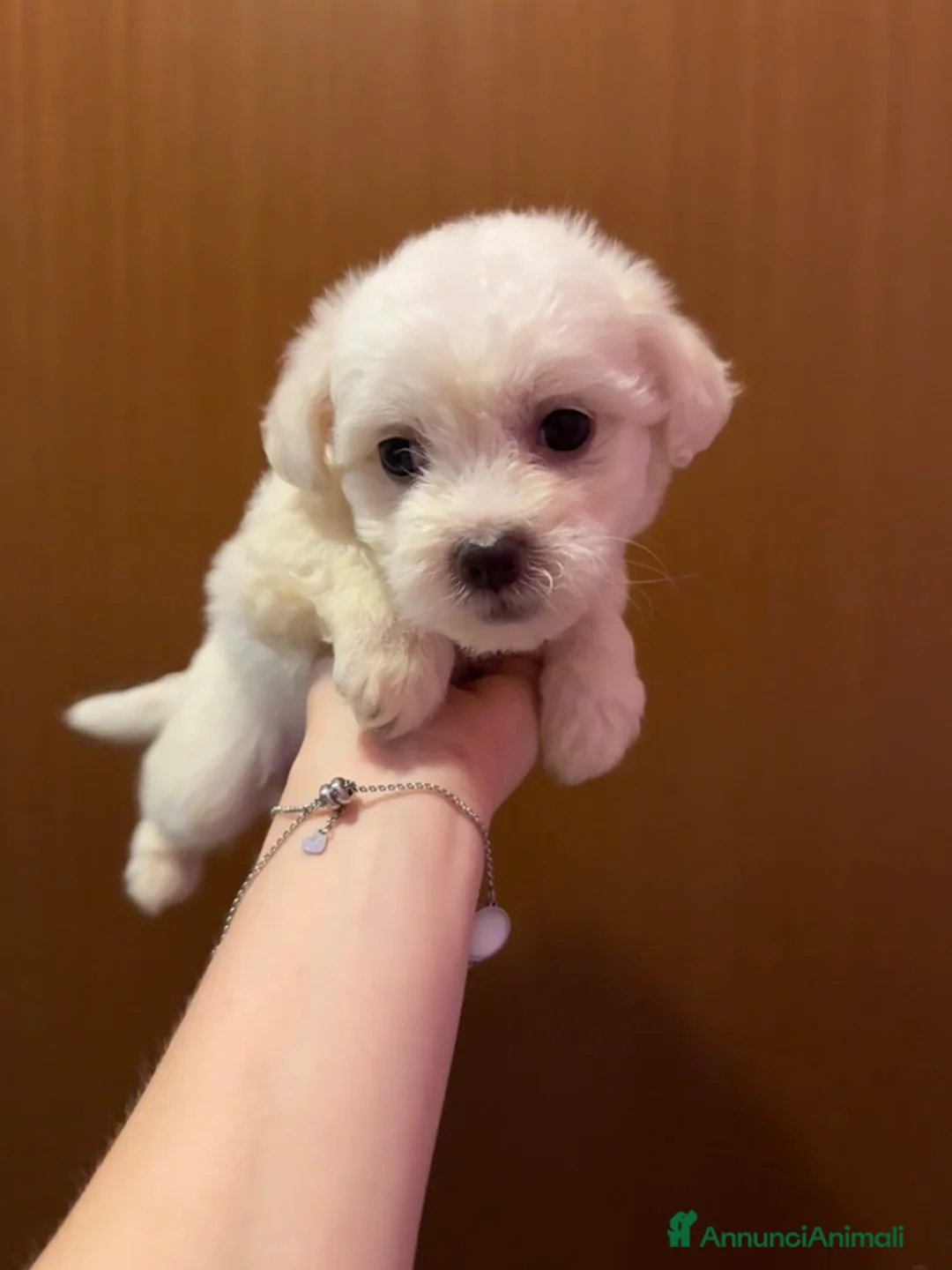 Maltese cani in vendita: Cuccioli di Maltese  - Annuncio 2