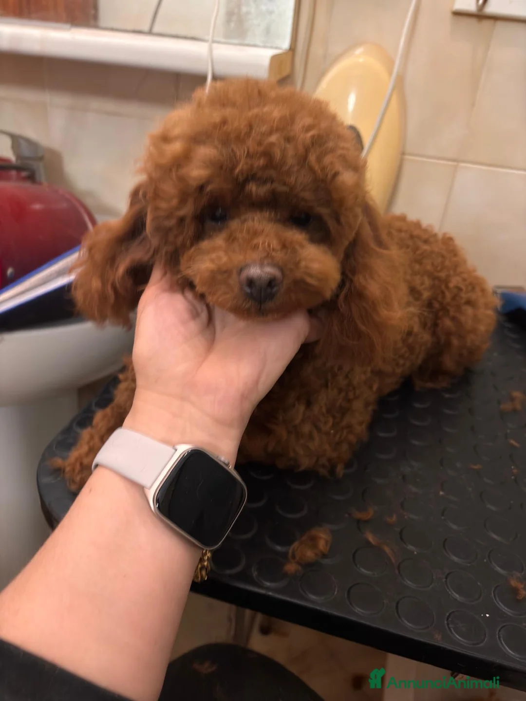 Barboncino cani in vendita: Barboncino Toy red - Annuncio 2