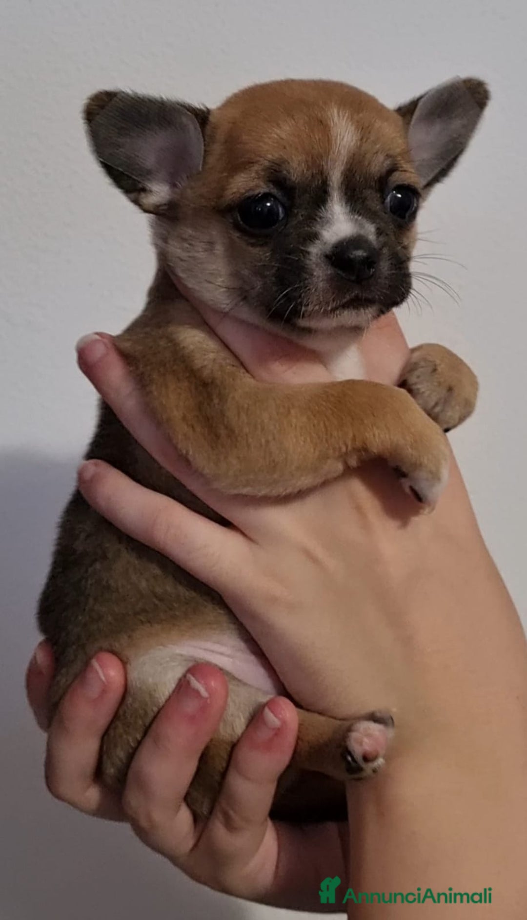 Chihuahua cani in vendita: Femmmine con pedegree - Annuncio 2