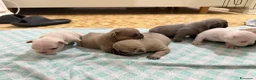 Bulldog Francese cani in vendita: Cuccioli bulldog francese  a Provincia di Latina - Annuncio 15