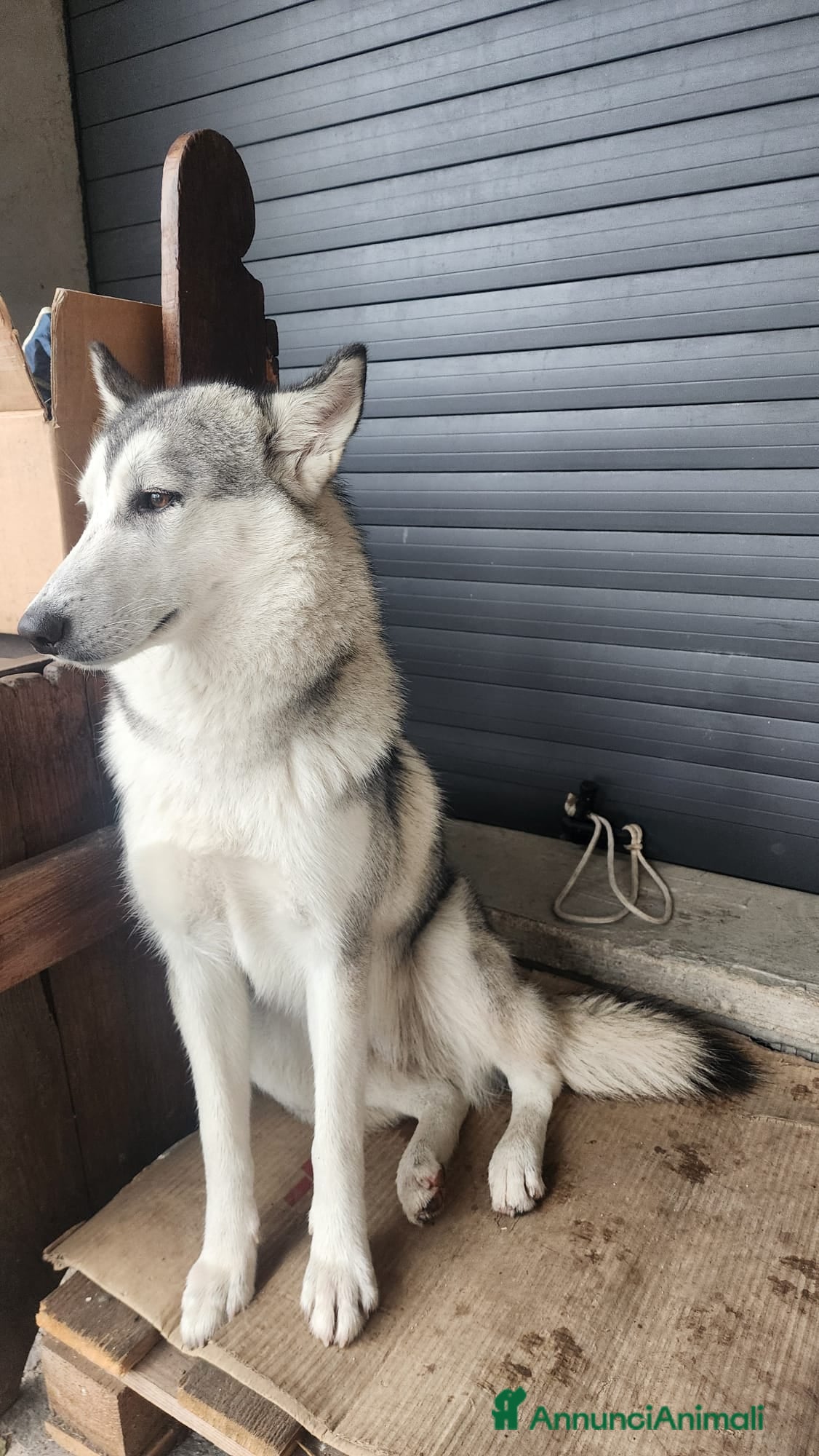 Lupo Cecoslovacco cani Cane Lupo Cecoslovacco - Annuncio 2