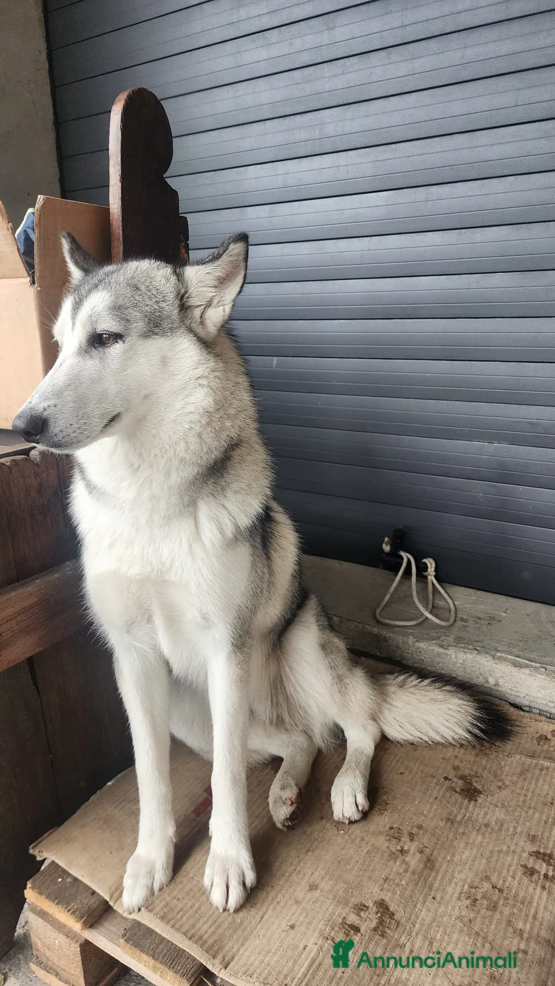 Lupo Cecoslovacco cani in vendita: Cane Lupo Cecoslovacco - Annuncio 2