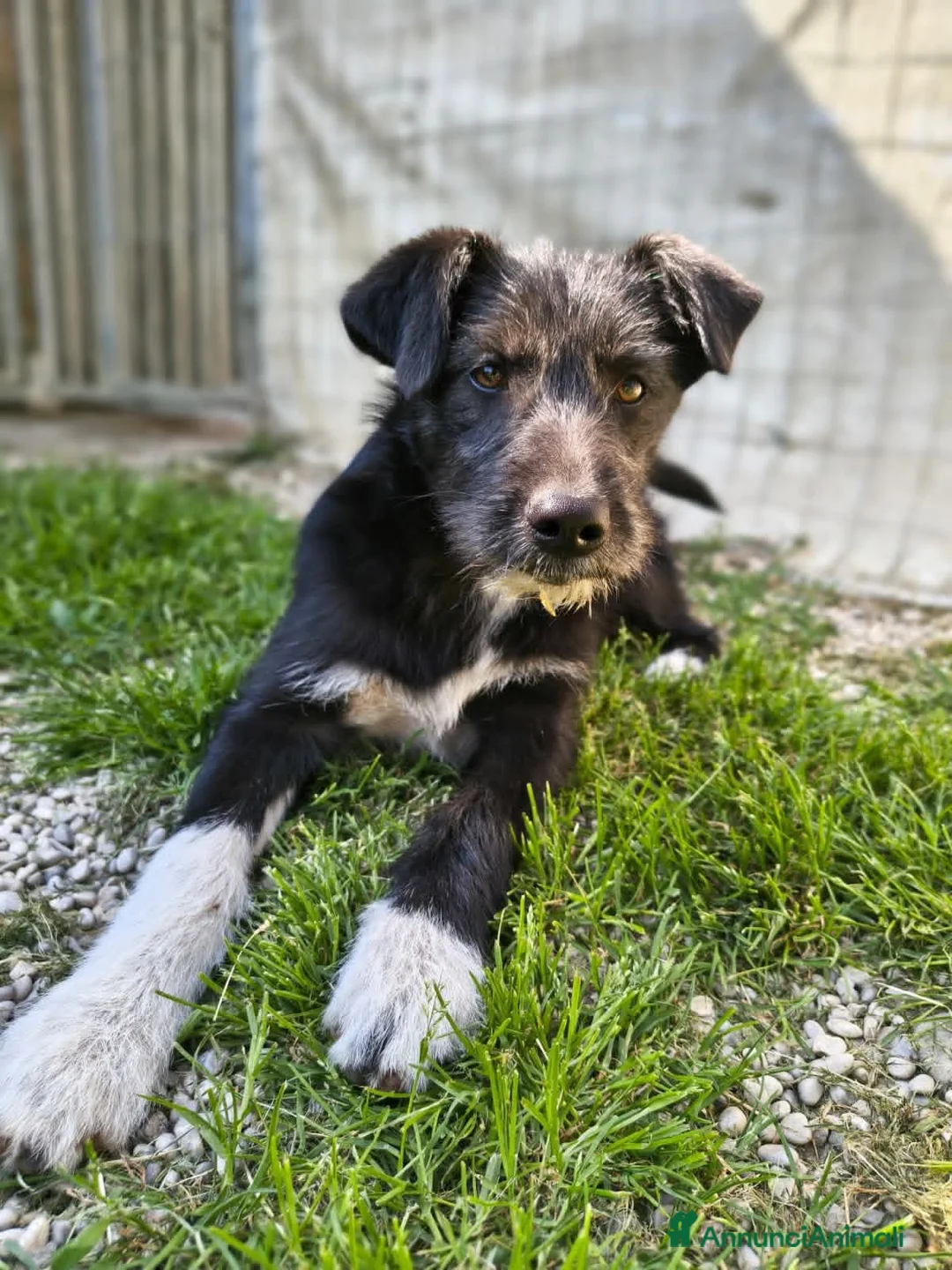 Meticcio cani in regalo: Adotta Velvet e Diva - Annuncio 4