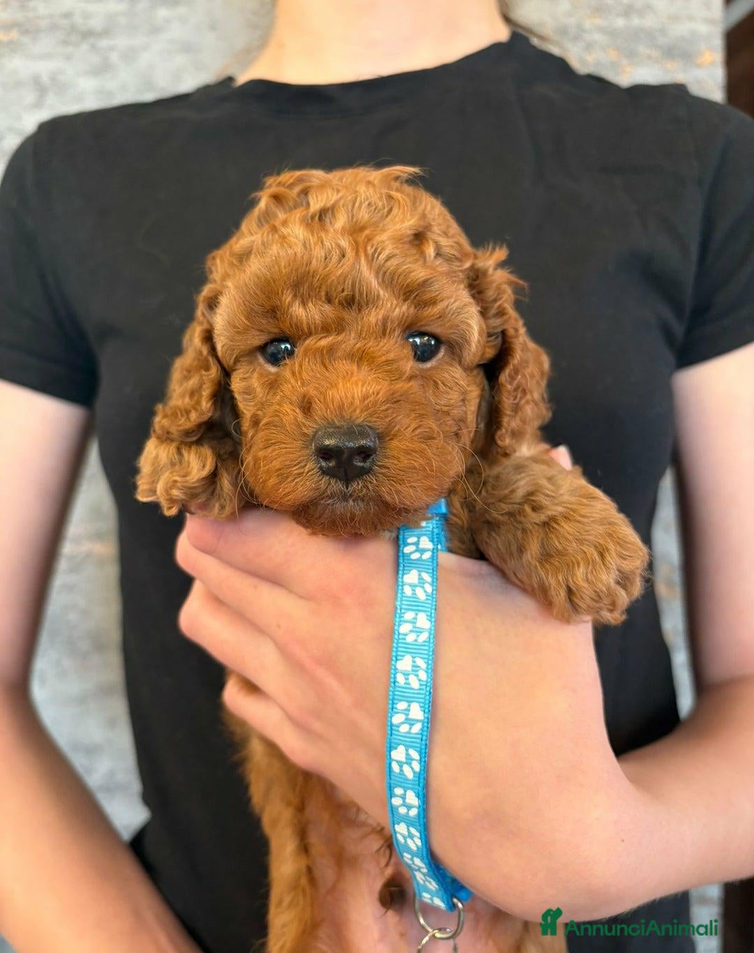 Cockapoo cani in vendita: Cuccioli di Cockapoo F2b disponibili - Annuncio 6