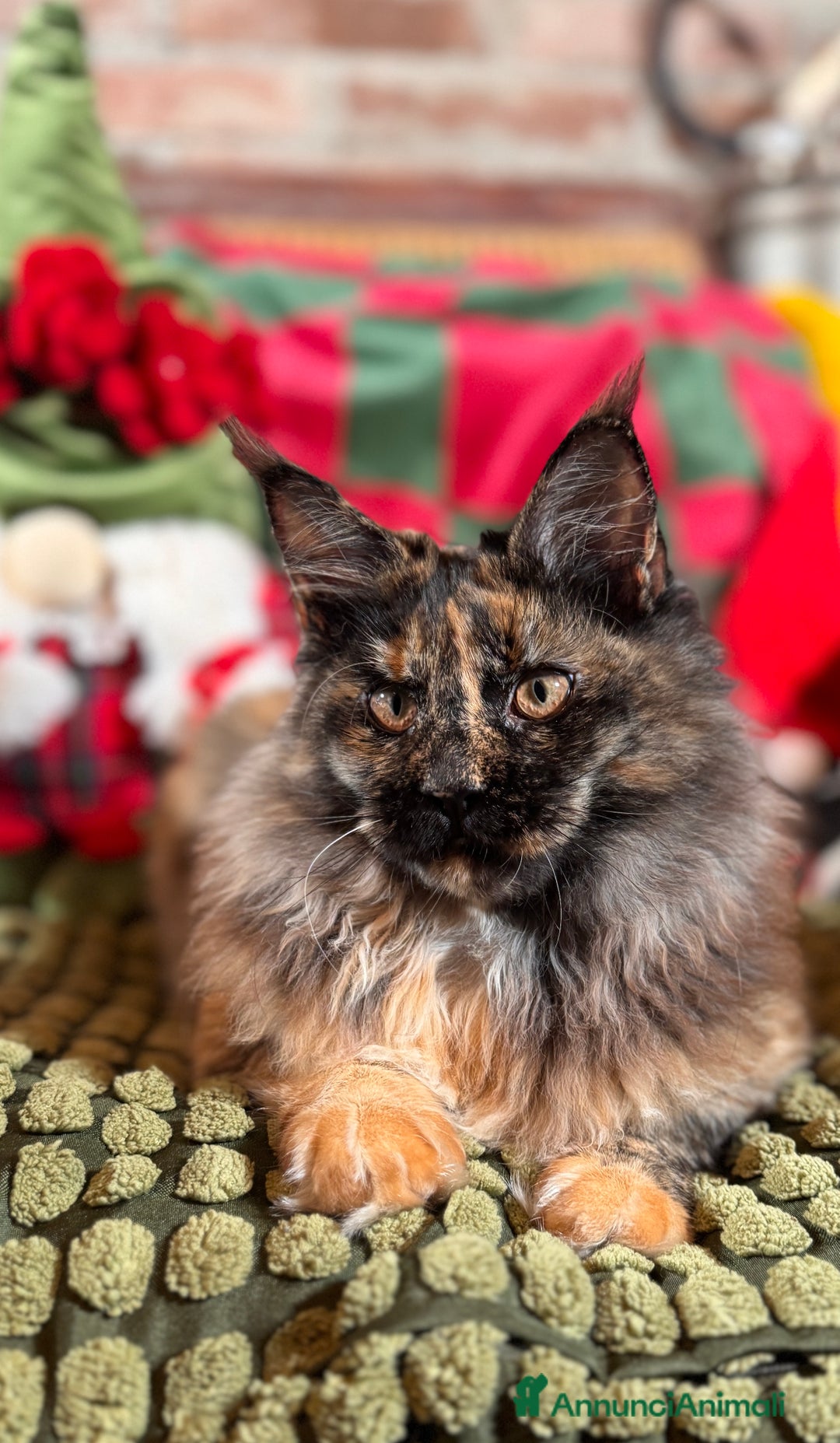 Maine Coon gatti in vendita: Maine Coon femmine tortie solide pedigree Anfi - Annuncio 10