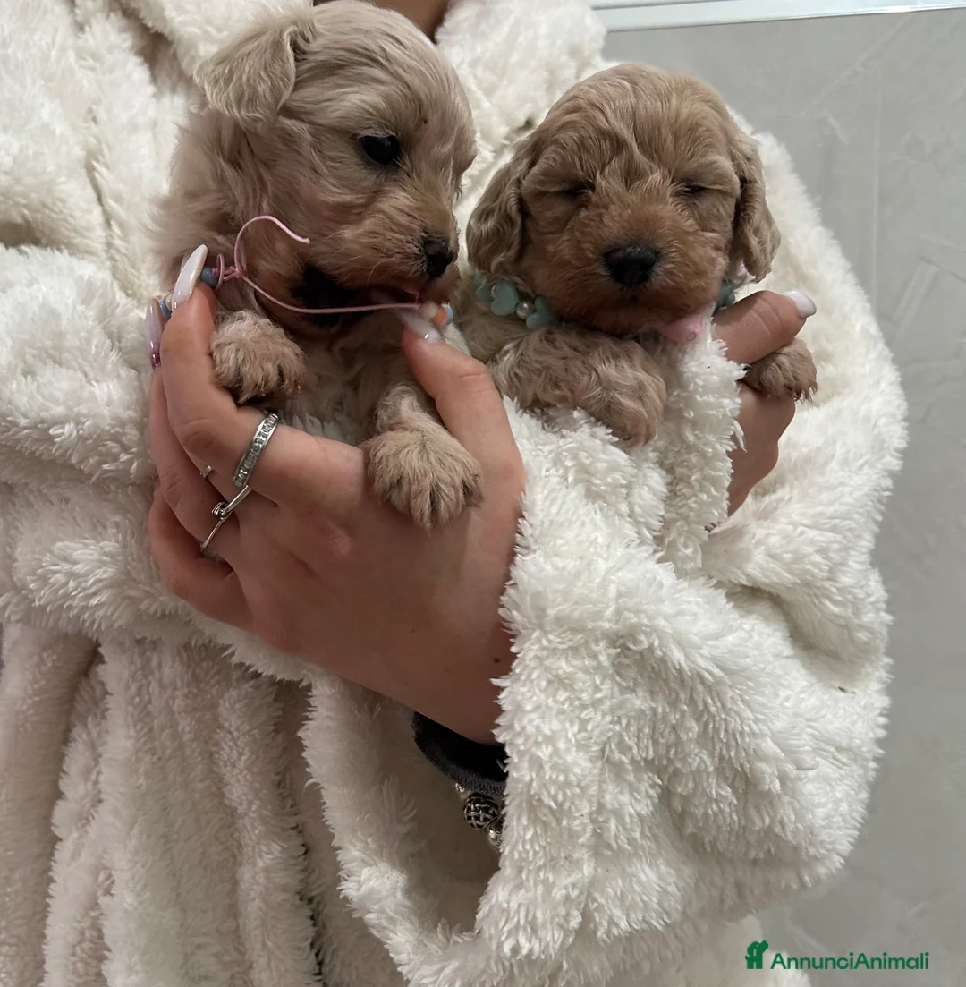 Maltipoo cani in vendita: maltipoo - Annuncio 2