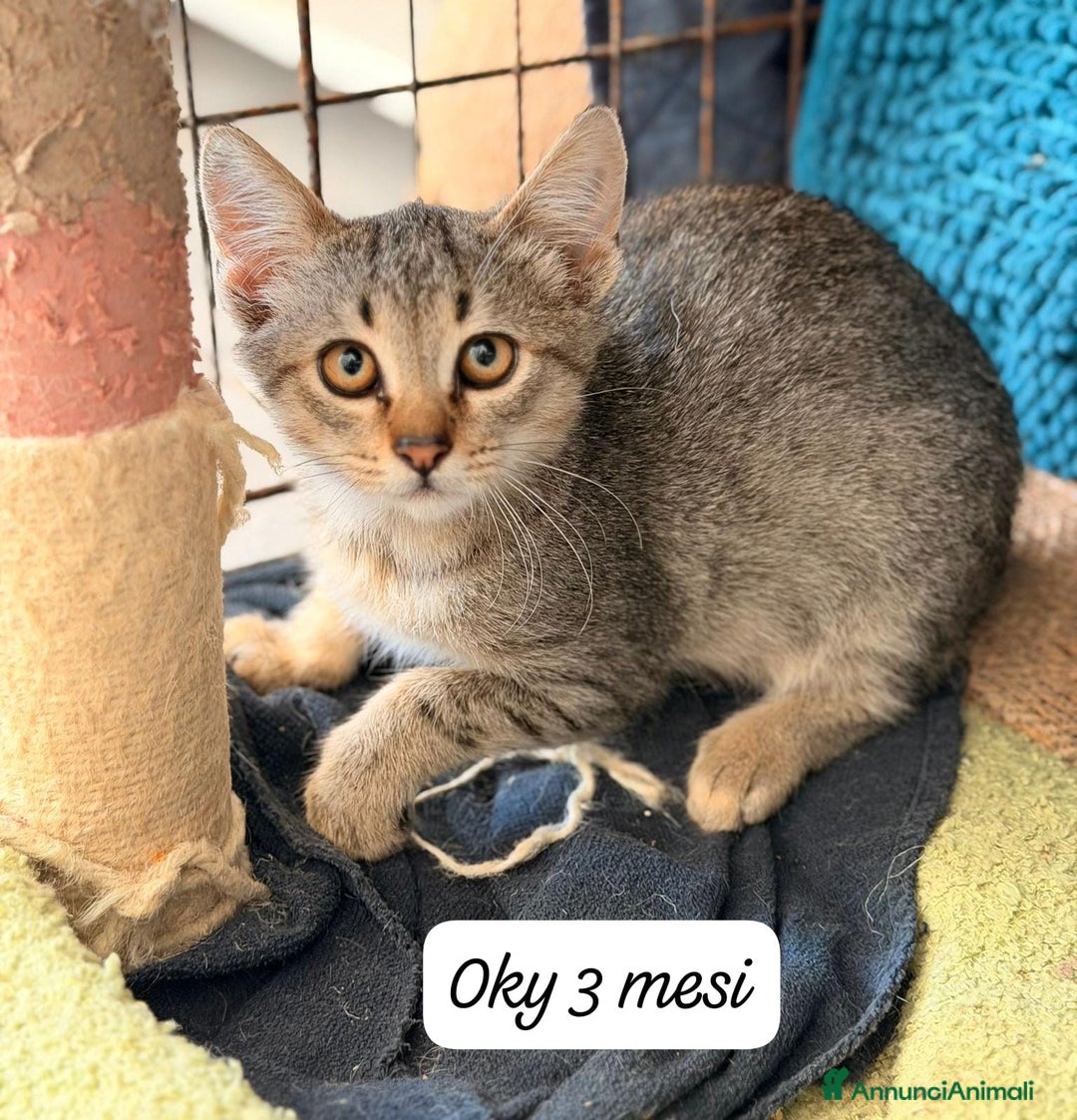 Altre razze gatti in regalo: S.o.s. gattini da salvare  - Annuncio 11