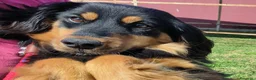 Bassotto cani in regalo: Follia, timida derivato bassotto tedesco - Annuncio 1