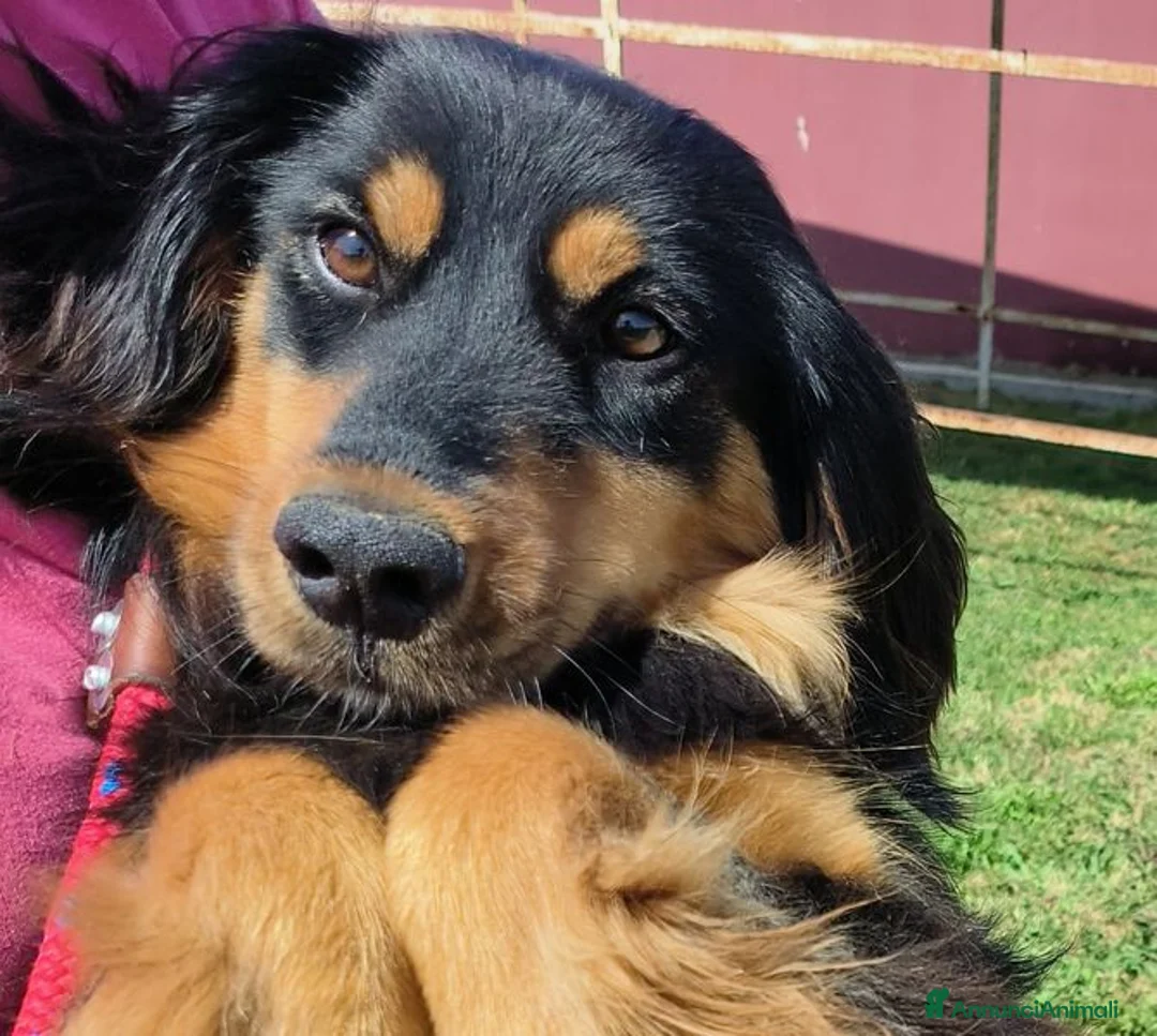 Bassotto cani in regalo: Follia, timida derivato bassotto tedesco - Annuncio 1