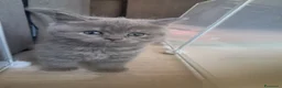 Scottish gatti in vendita: Schottish fold/straight a Città metropolitana di Roma Capitale - Annuncio 6