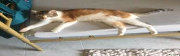 Europeo gatti in regalo: Regalo gatta sterilizzata a Provincia di Perugia - Annuncio 1