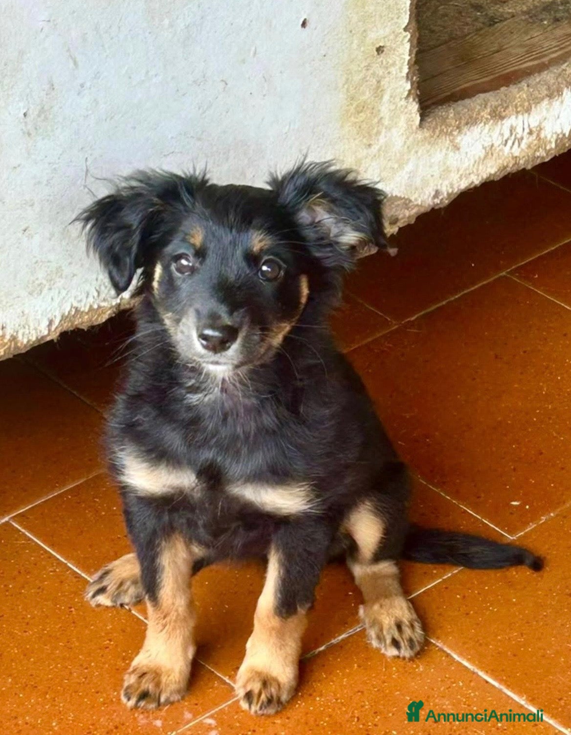 Meticcio cani Alma  - Annuncio 22