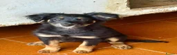 Meticcio cani in regalo: Alma  - Annuncio 3