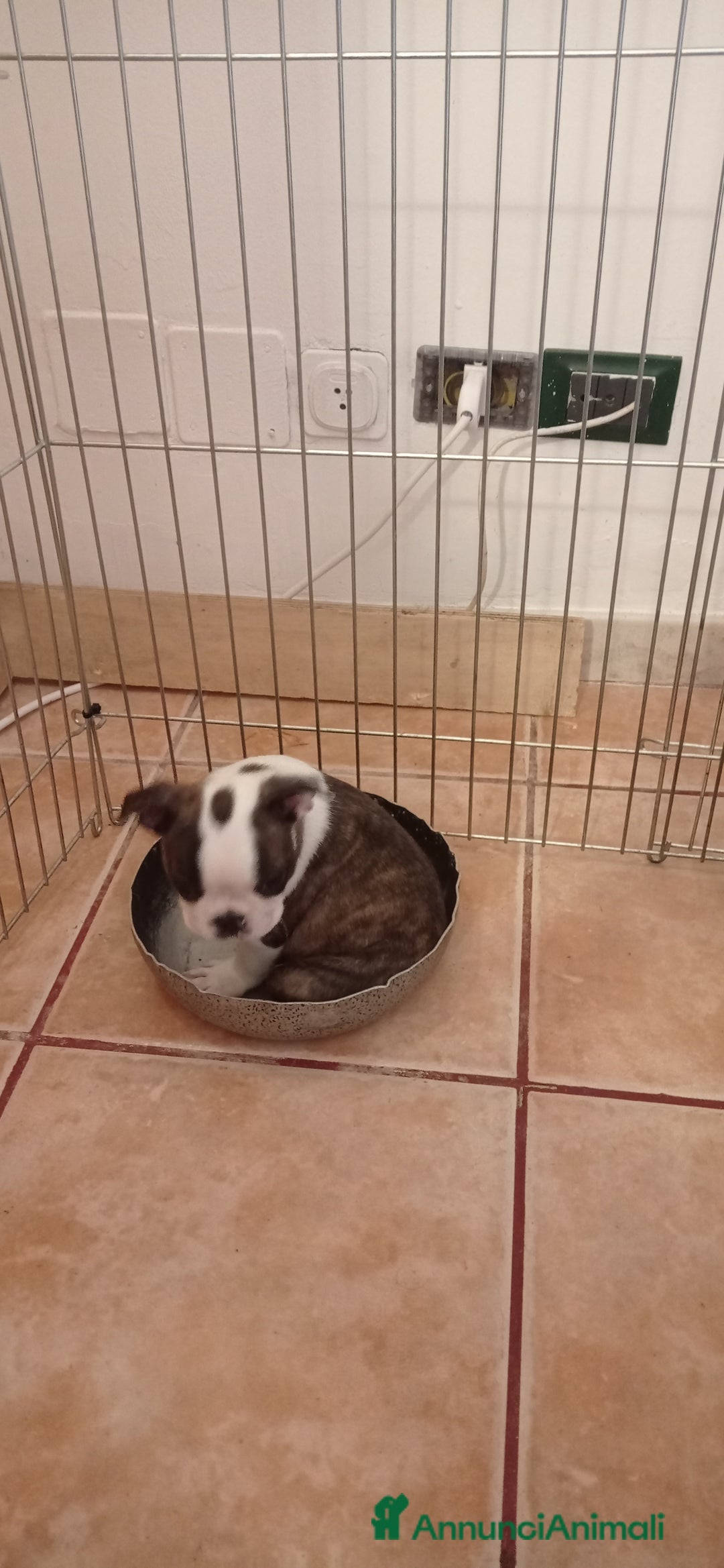 Boston Terrier cani in vendita: Cuccioli di Boston terrier selezionati disponibili - Annuncio 3