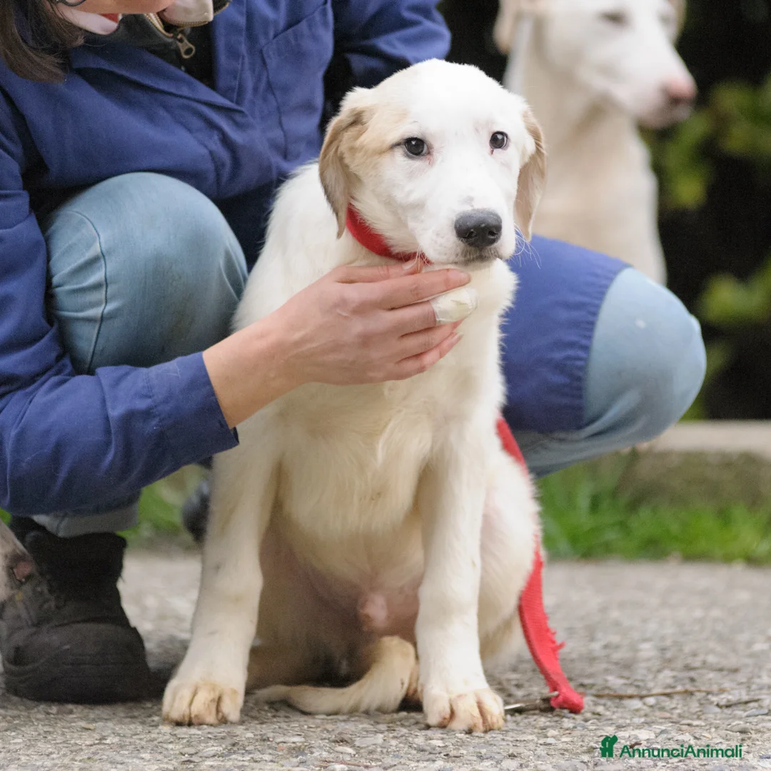 Meticcio cani in regalo: RUBEN E JASMINE - Annuncio 4