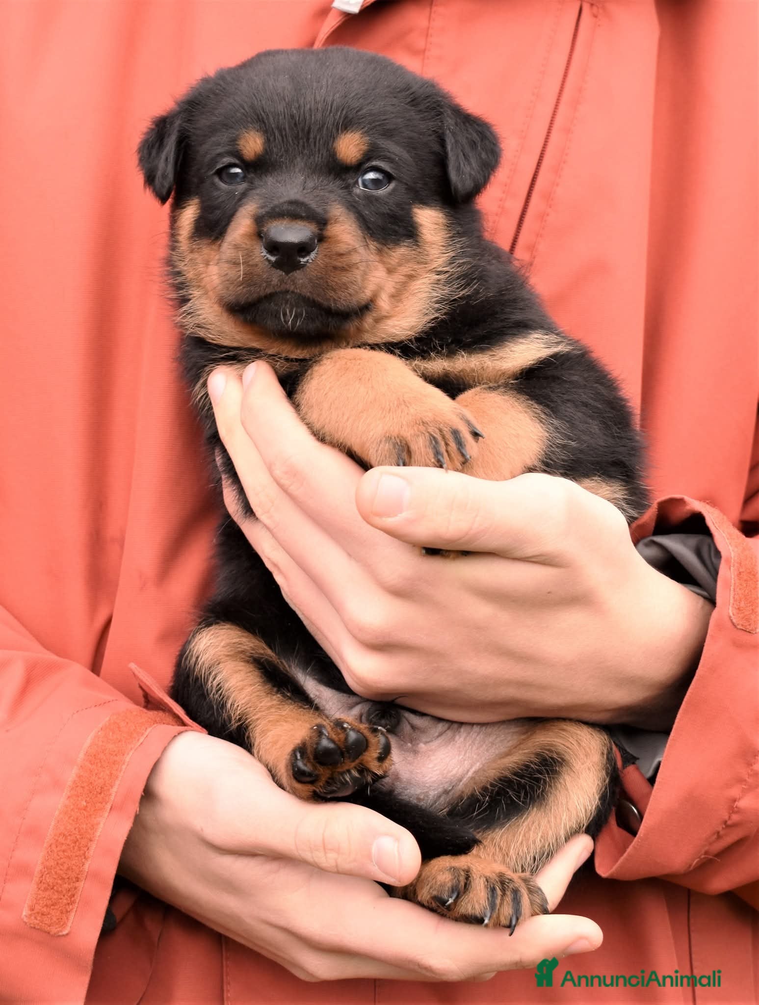 Rottweiler cani Cuccioli Rottweiler  - Annuncio 2