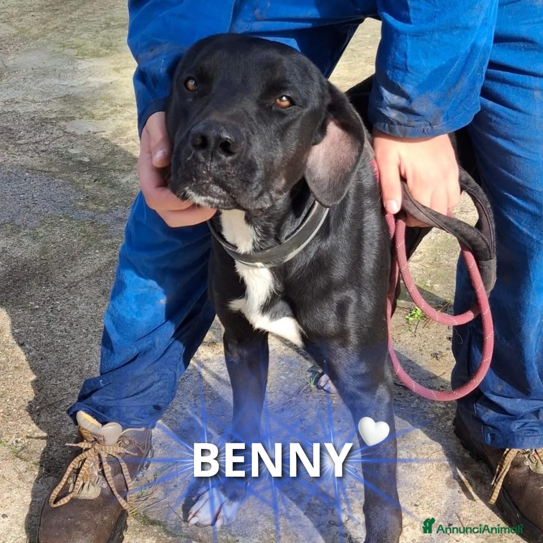 Meticcio cani BENNY 💙 - dolcissimo. Deve uscire dal box…😞😢 - Annuncio 3