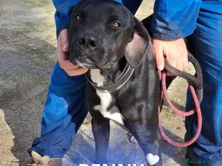 Meticcio cani BENNY 💙 - dolcissimo. Deve uscire dal box…😞😢 - Annuncio 3