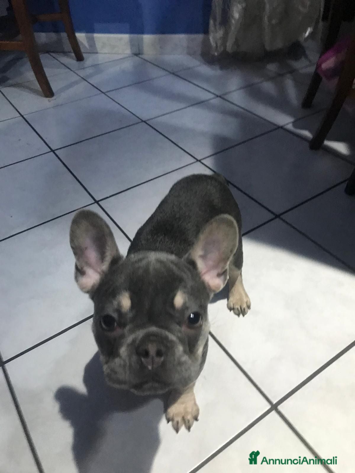 Bulldog Francese cani Bulldog francese  - Annuncio 13