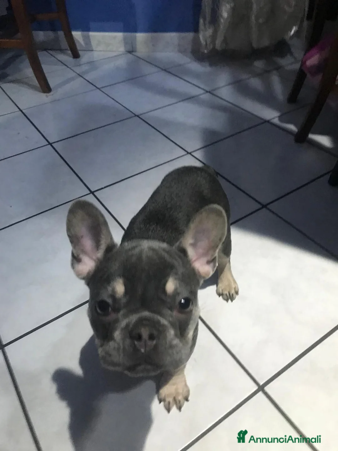 Bulldog Francese cani in vendita: Bulldog francese  a Città Metropolitana di Torino - Annuncio 1