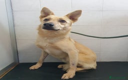 Affenpinscher cani in regalo: MANUEL DOLCE CAGNOLINO - Immagine 4