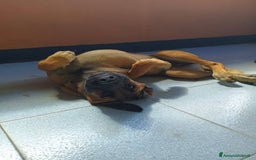 Pastore Tedesco cani in regalo: Kuba dal carattere solare - Annuncio 3