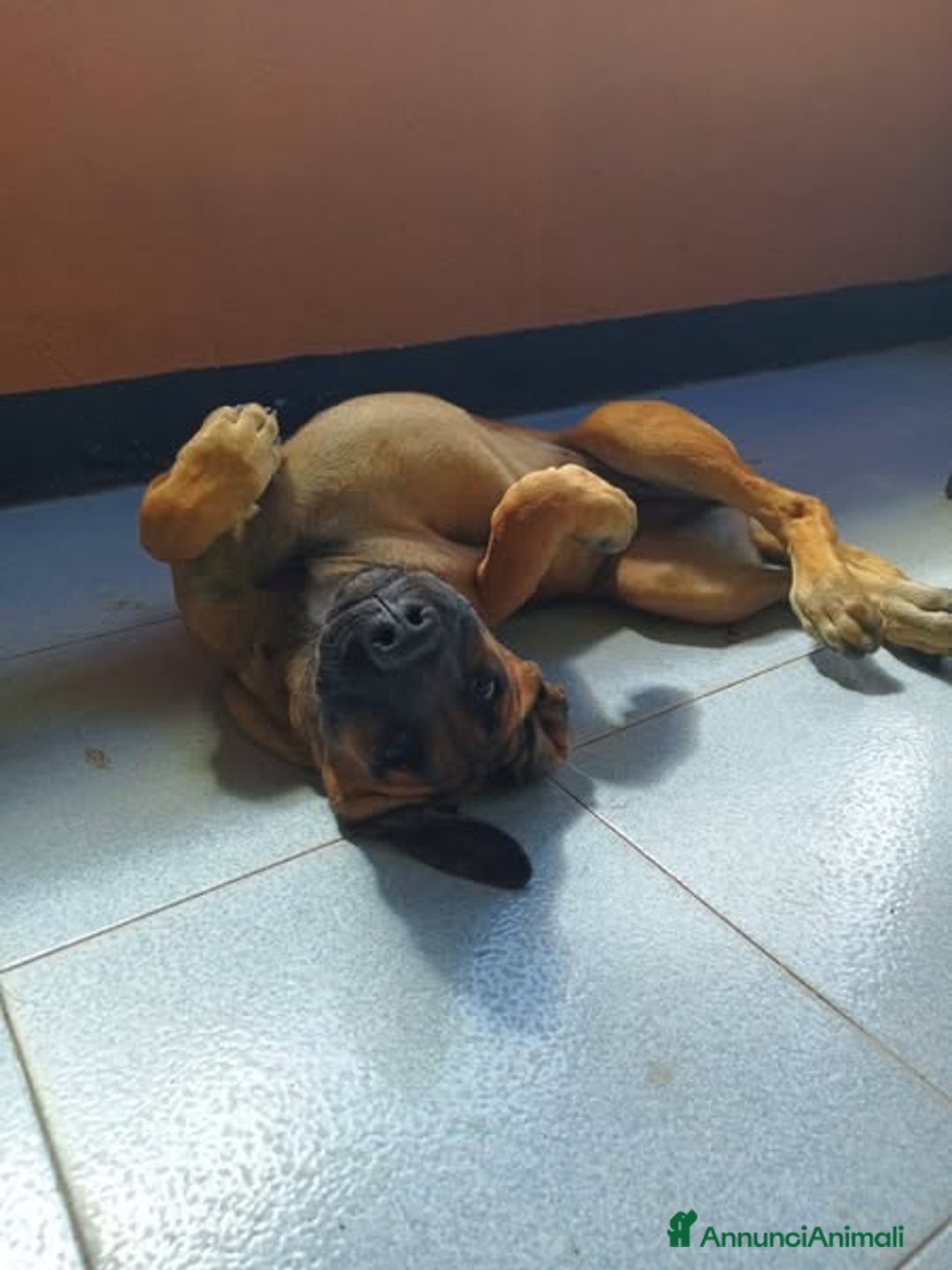 Pastore Tedesco cani in regalo: Kuba dal carattere solare - Annuncio 3