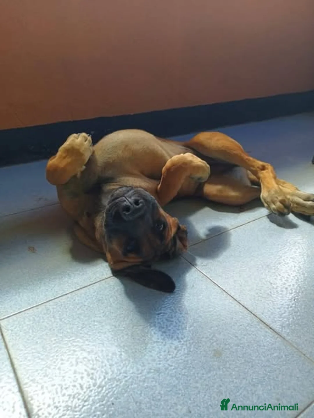 Pastore Tedesco cani in regalo: Kuba dal carattere solare - Annuncio 3