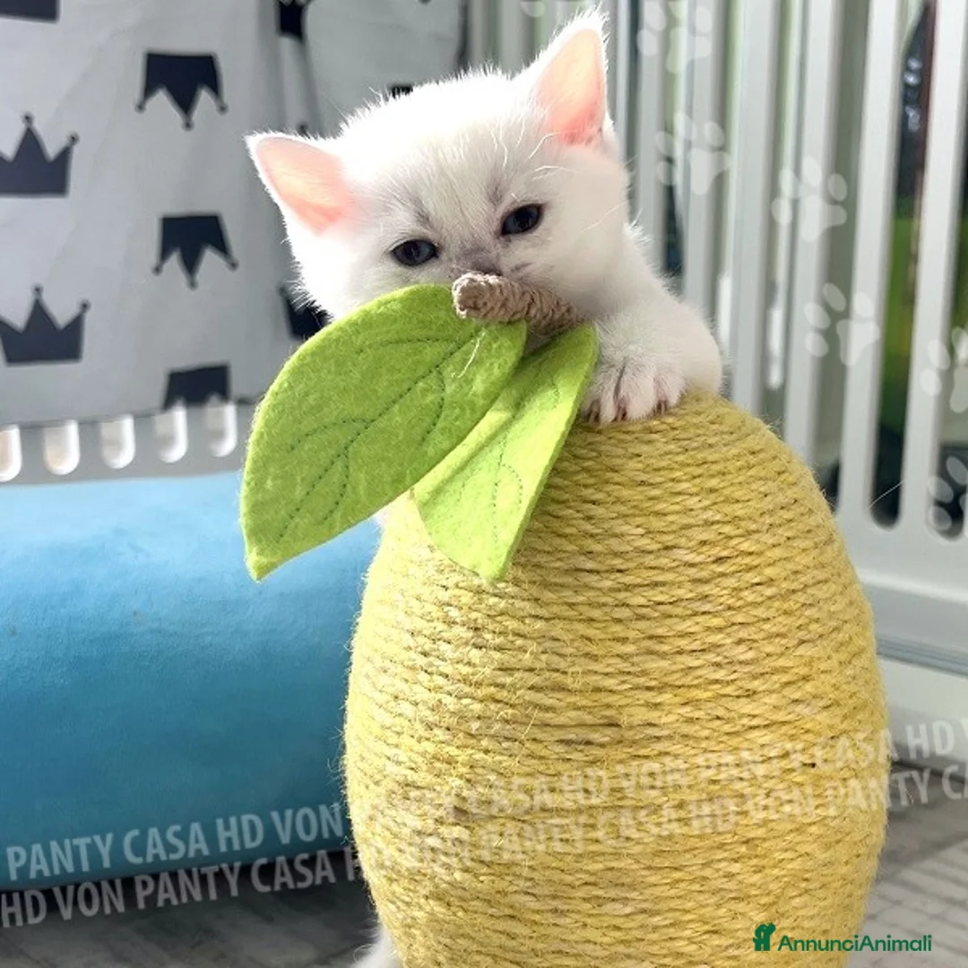 British gatti in vendita: Cuccioli British Shorthair  - Annuncio 22