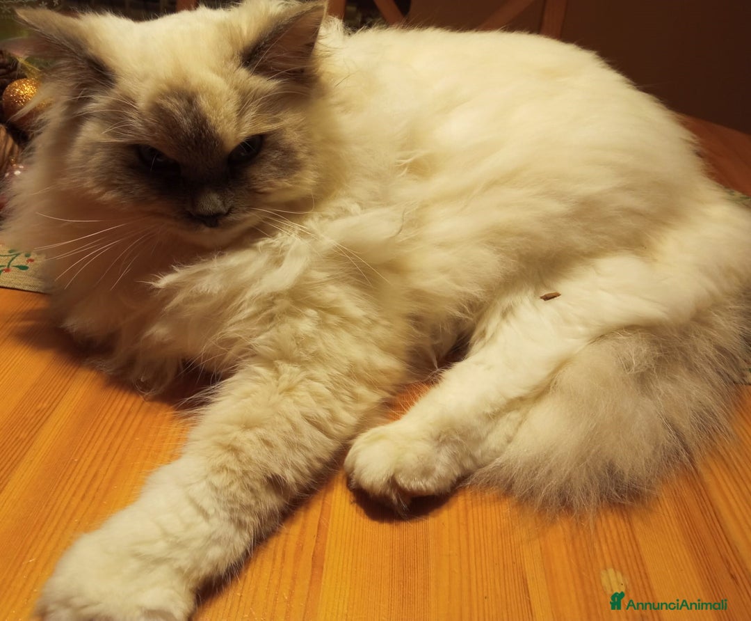 Ragdoll gatti per accoppiamento: Cerco disperatamente compagno per micina Ragdoll - Annuncio 6