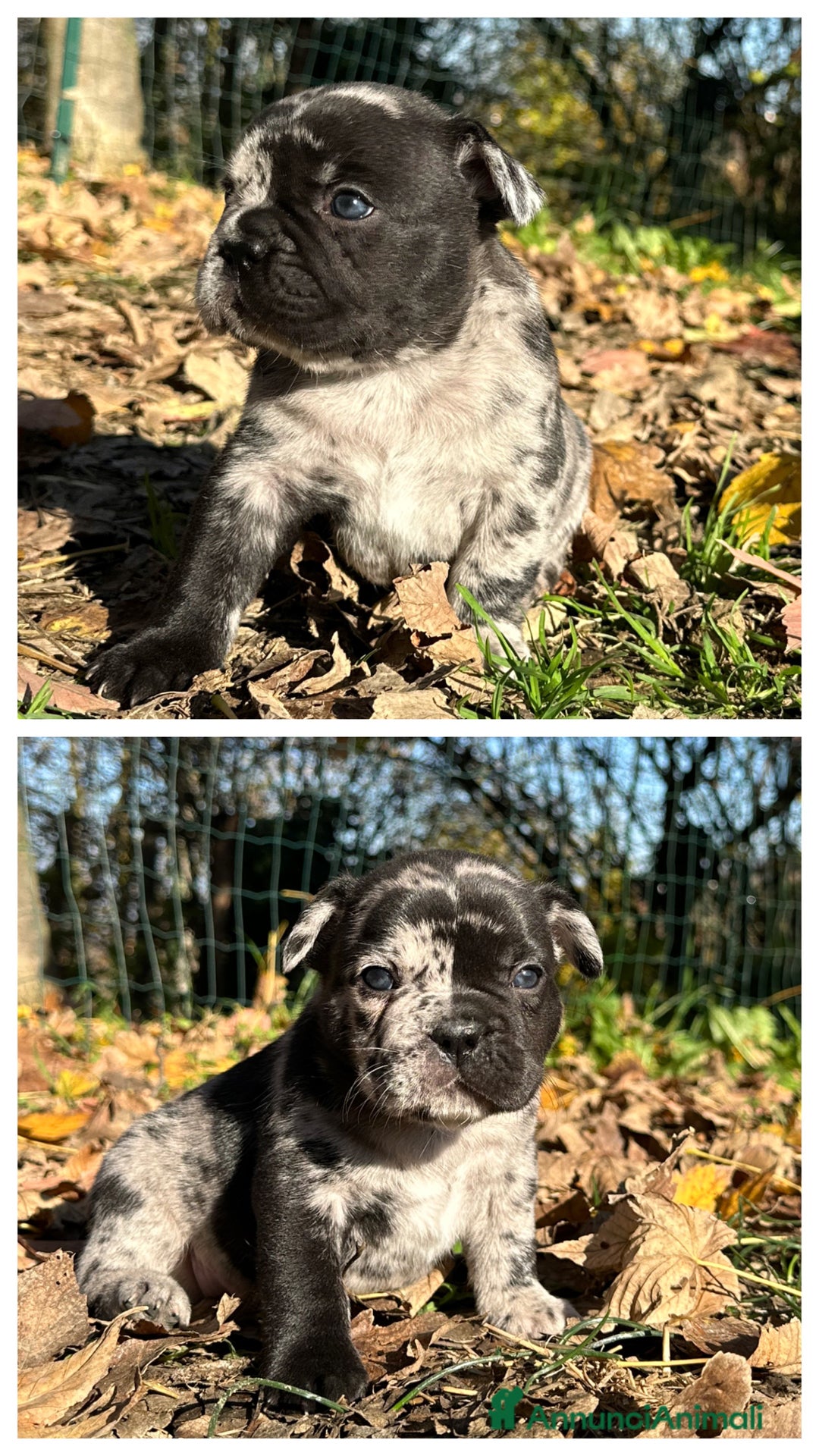 Bulldog Francese cani in vendita: Cuccioli di Bulldog Francese Fluffy - Annuncio 2