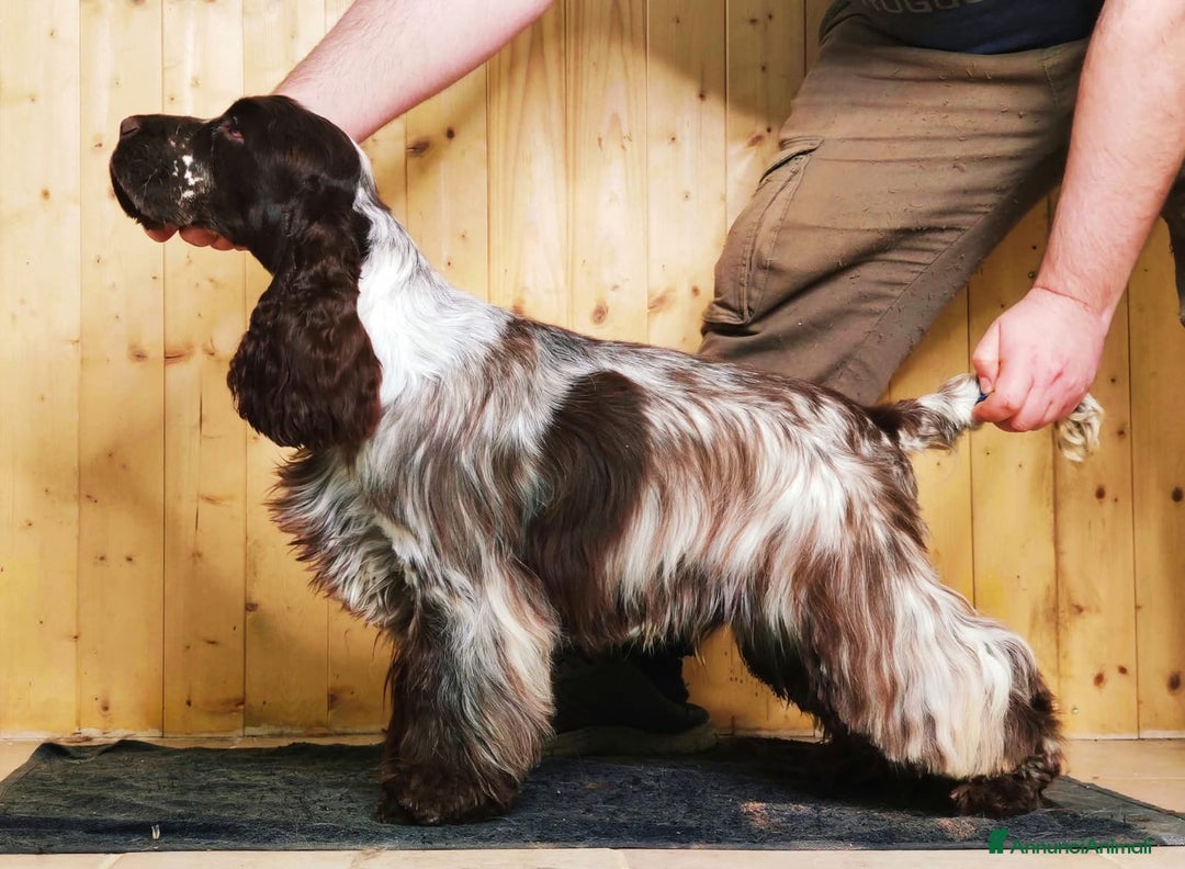 Cocker cani in vendita: Cocker Spaniel Inglesi - Cioccolato Roano  - Annuncio 3