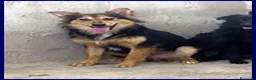 Meticcio cani in regalo: DANUBIO lupacchiotto timidone - Annuncio 3