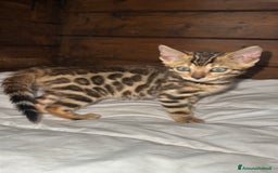Bengala gatti in vendita: Cucciole di Bengal con Pedigree a Provincia di Asti - Immagine 9