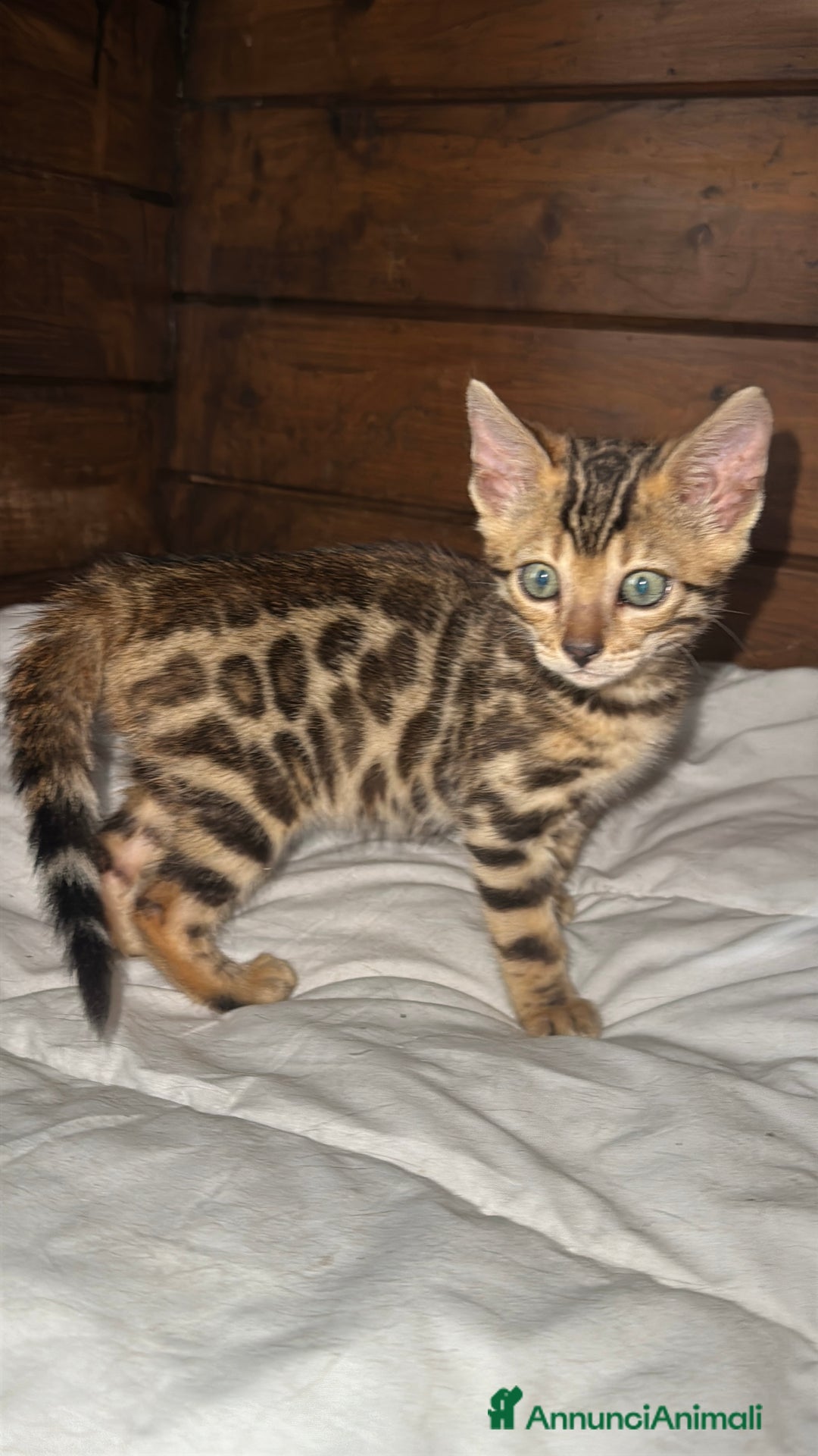 Bengala gatti in vendita: Cucciole di Bengal con Pedigree a Provincia di Asti - Immagine 9