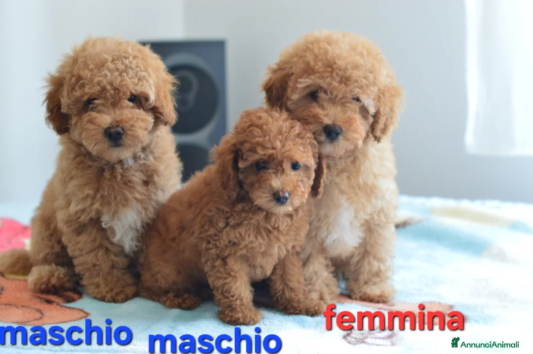 Meticcio cani in vendita: Barboncino  - Annuncio 2