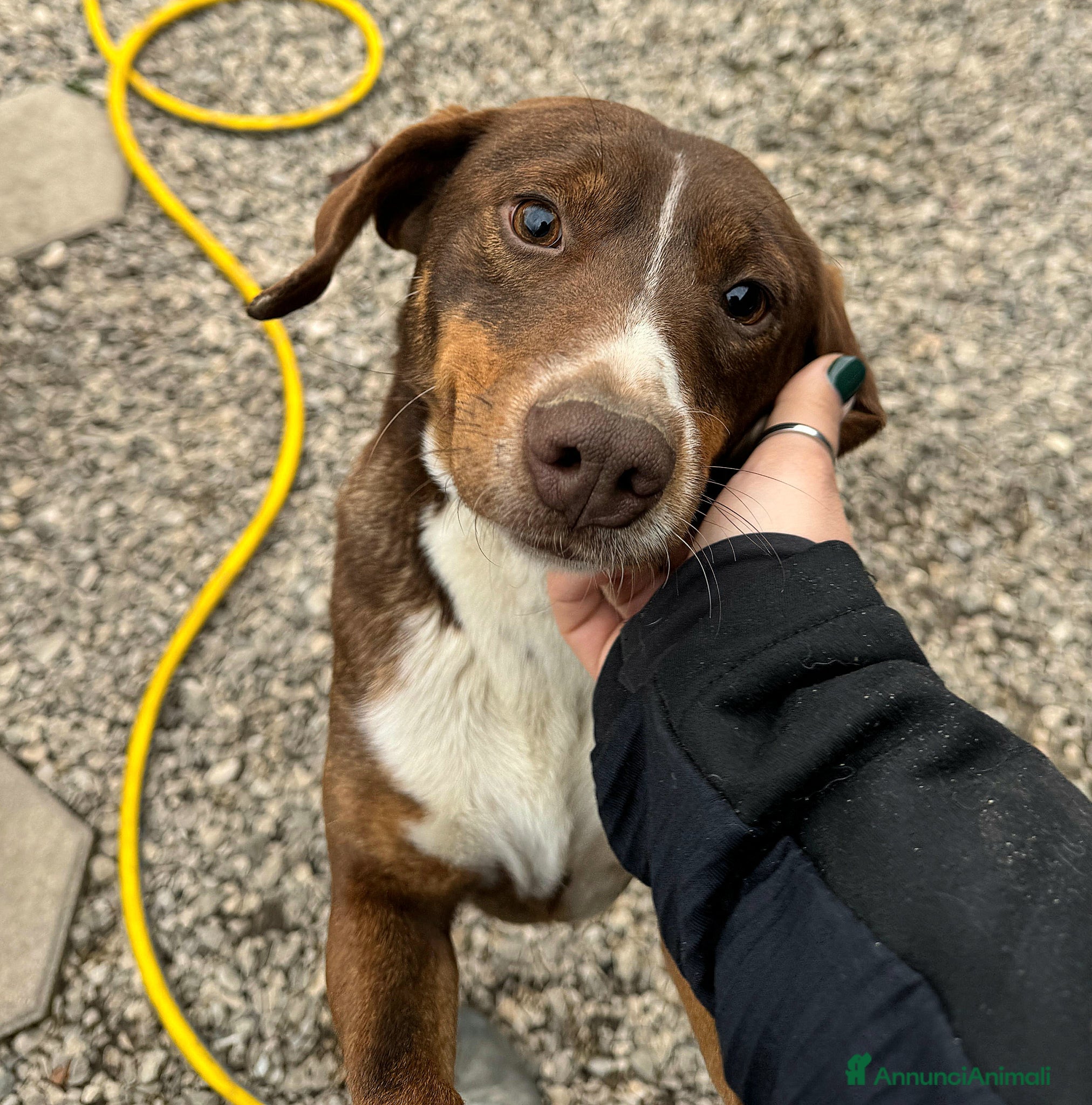 Meticcio cani Rudy 4 anni Taglia piccola  - Annuncio 31