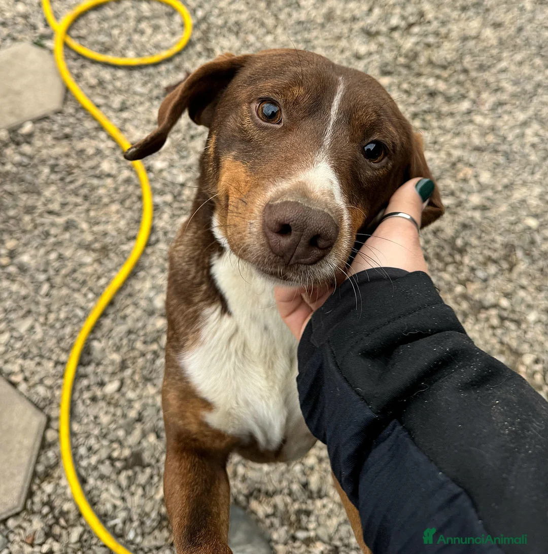 Meticcio cani in regalo: Rudy 4 anni Taglia piccola  - Annuncio 1