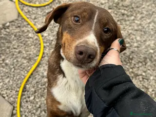 Meticcio cani Rudy 4 anni Taglia piccola - Annuncio 31