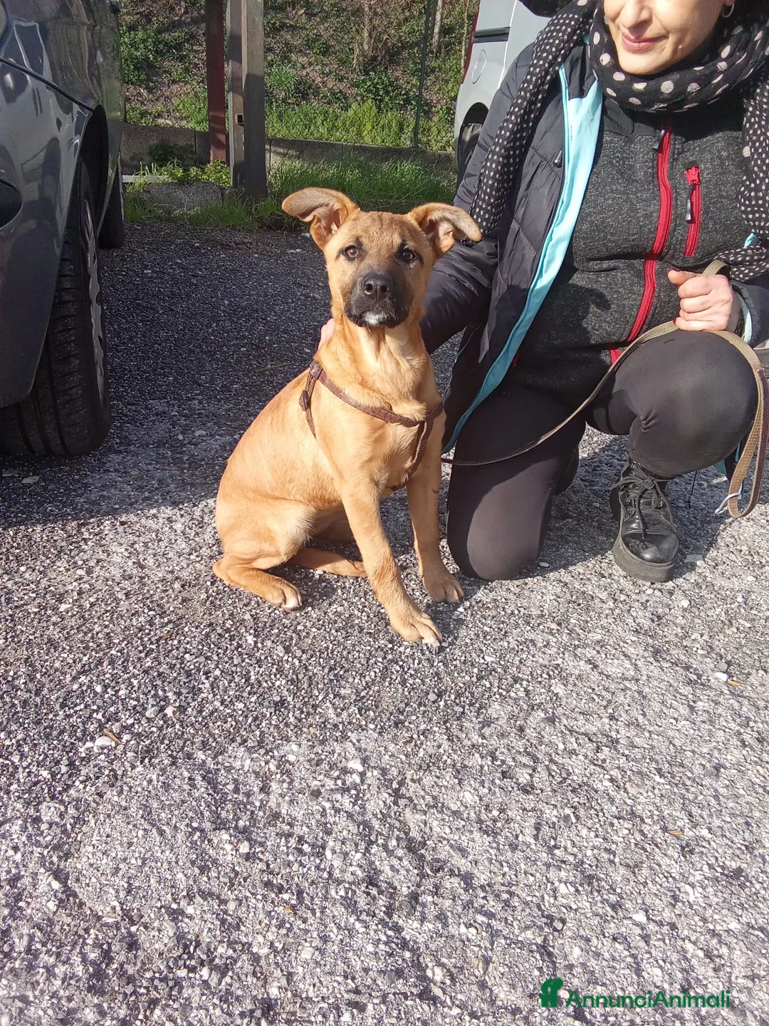 Meticcio cani in regalo: Pollon 7 mesi 11 kg - Annuncio 10