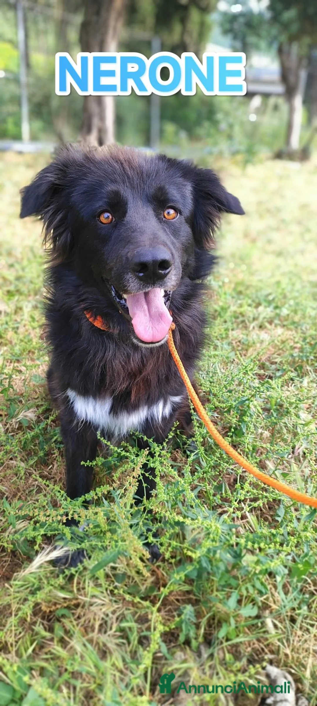 Meticcio cani in regalo: Nerone cerca urgentemente famiglia a Provincia di Novara - Annuncio 10