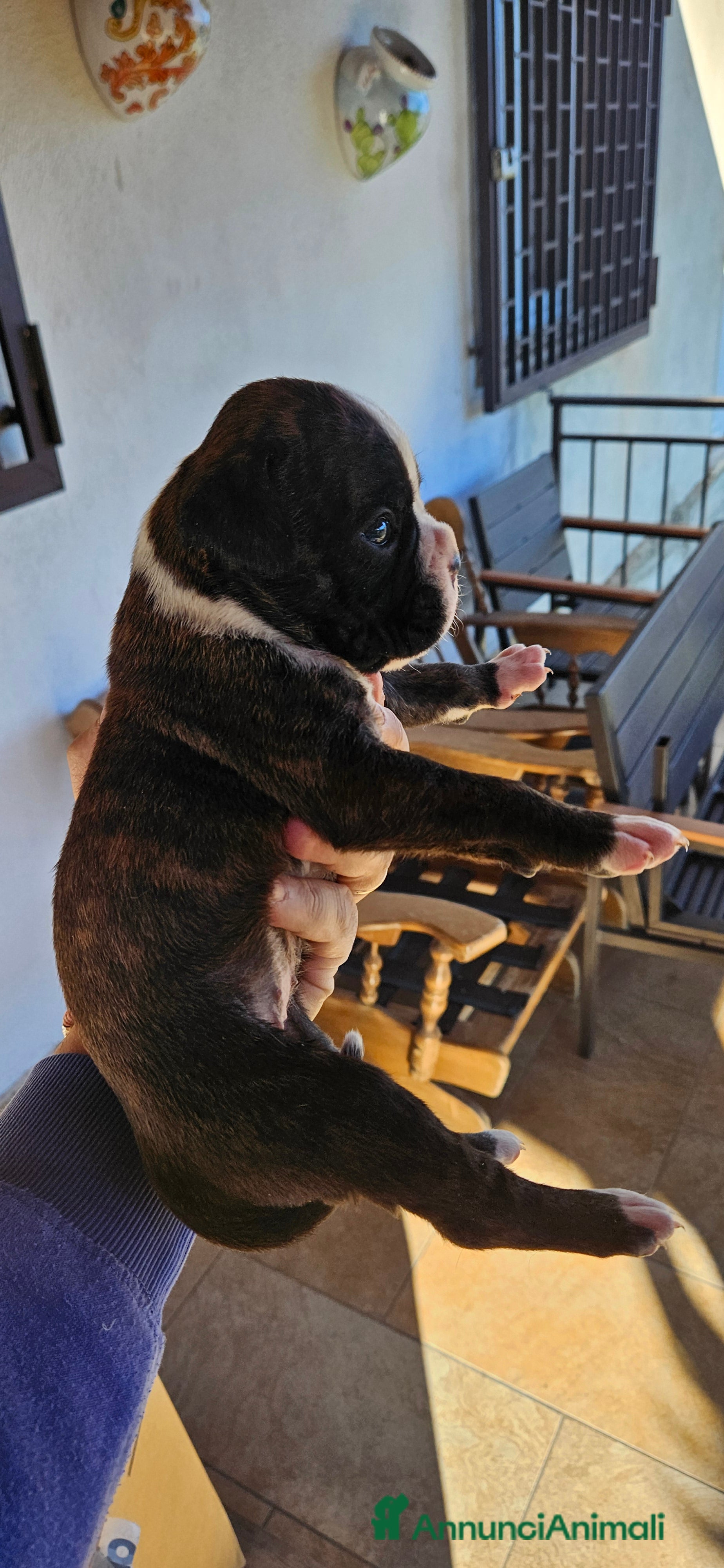 Boxer cani cucciola Boxer - Annuncio 2