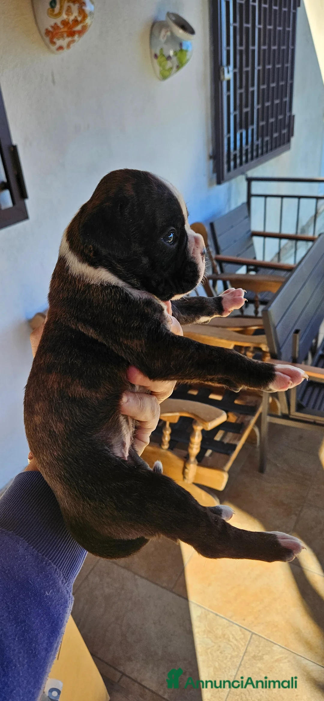 Boxer cani in vendita: cucciola Boxer - Annuncio 2