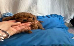Barboncino Toy cani in vendita: Barboncina rosso mini a Città Metropolitana di Napoli - Immagine 2