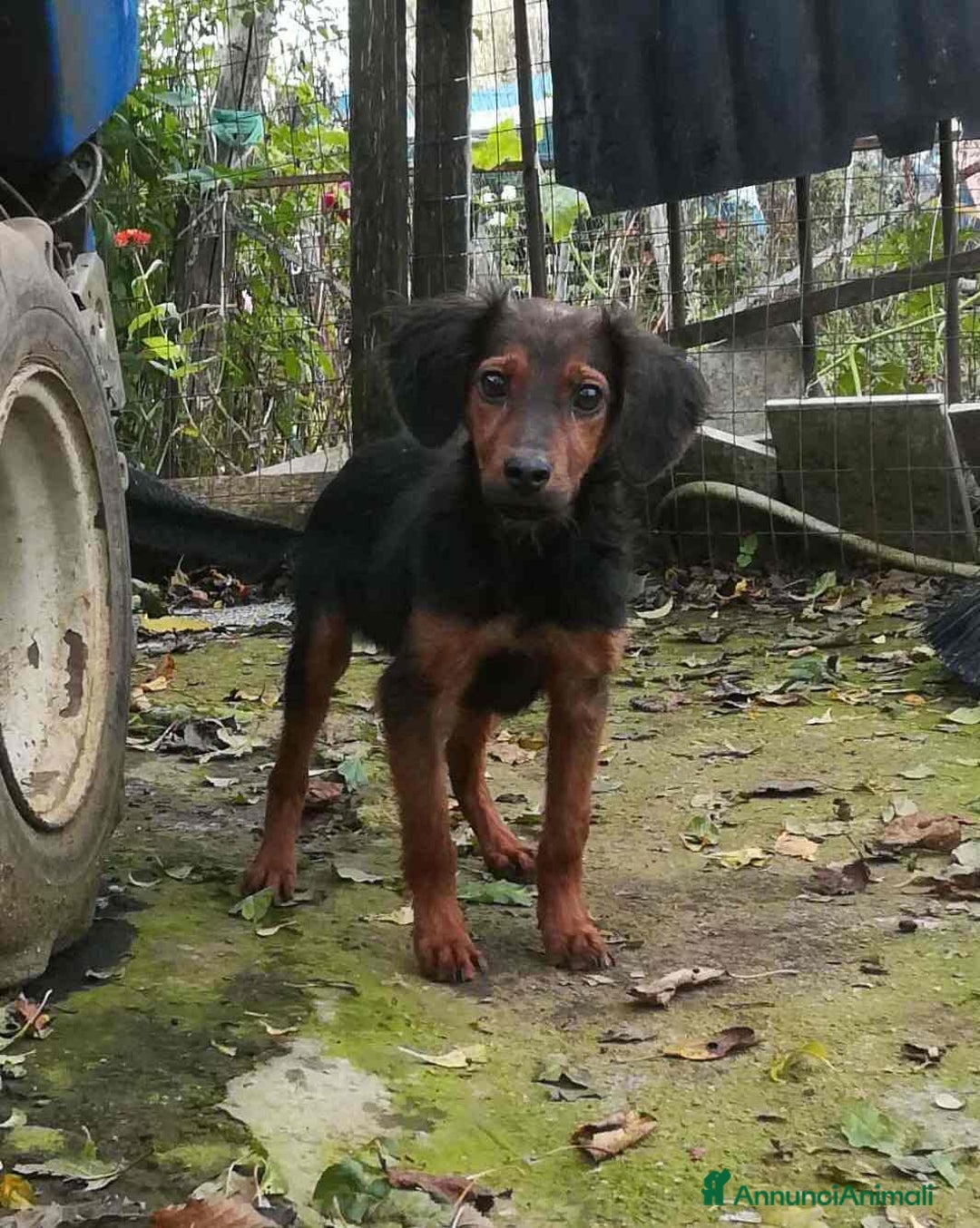 Meticcio cani in regalo: ALBANO, timido cucciolino TAGLIA PICCOLA! - Annuncio 3