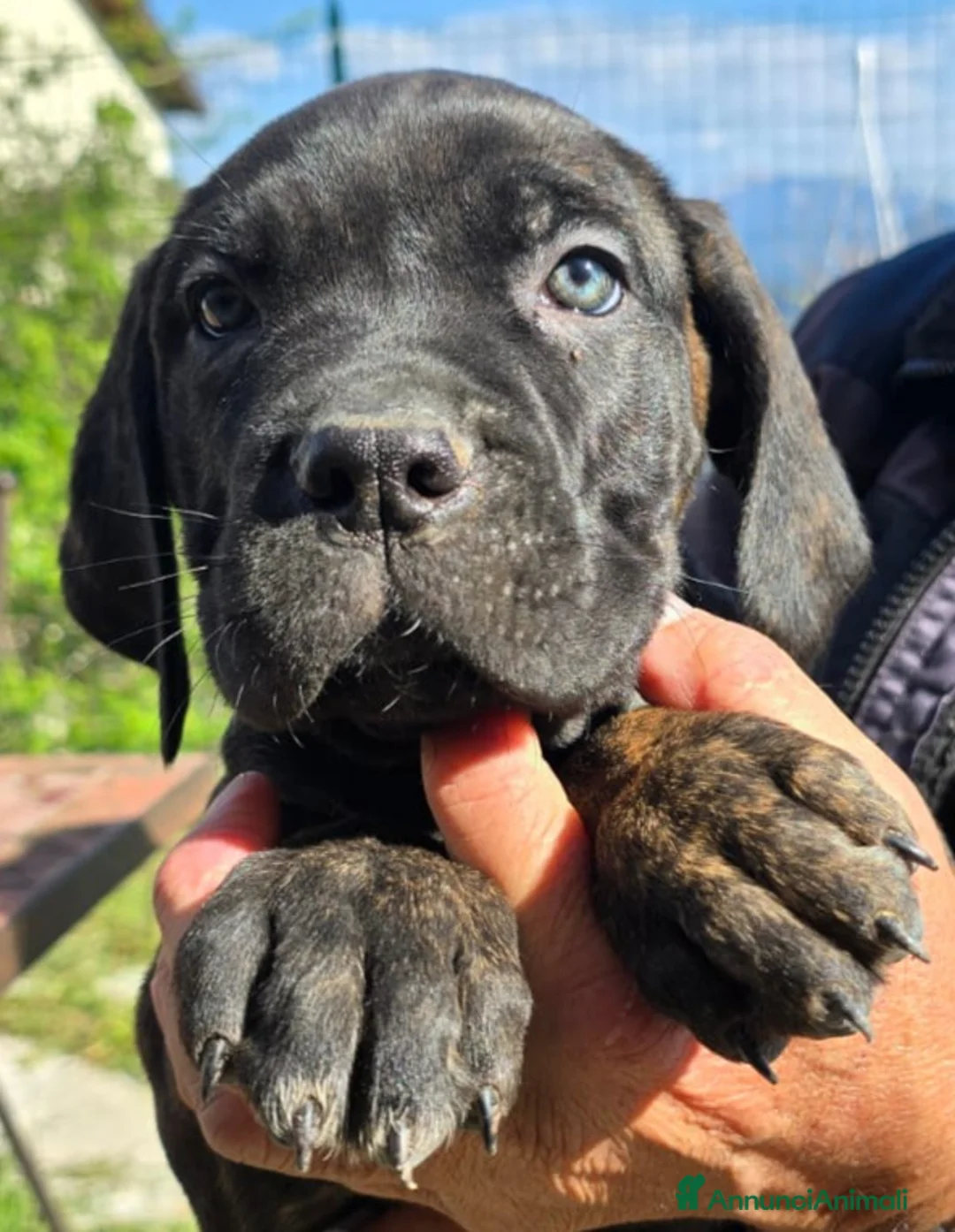 Cane Corso cani in vendita: Meravigliosi cuccioli di Cane Corso  - Annuncio 2