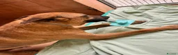 Meticcio cani in regalo: SONO ARGO CERCO CASA - Annuncio 2